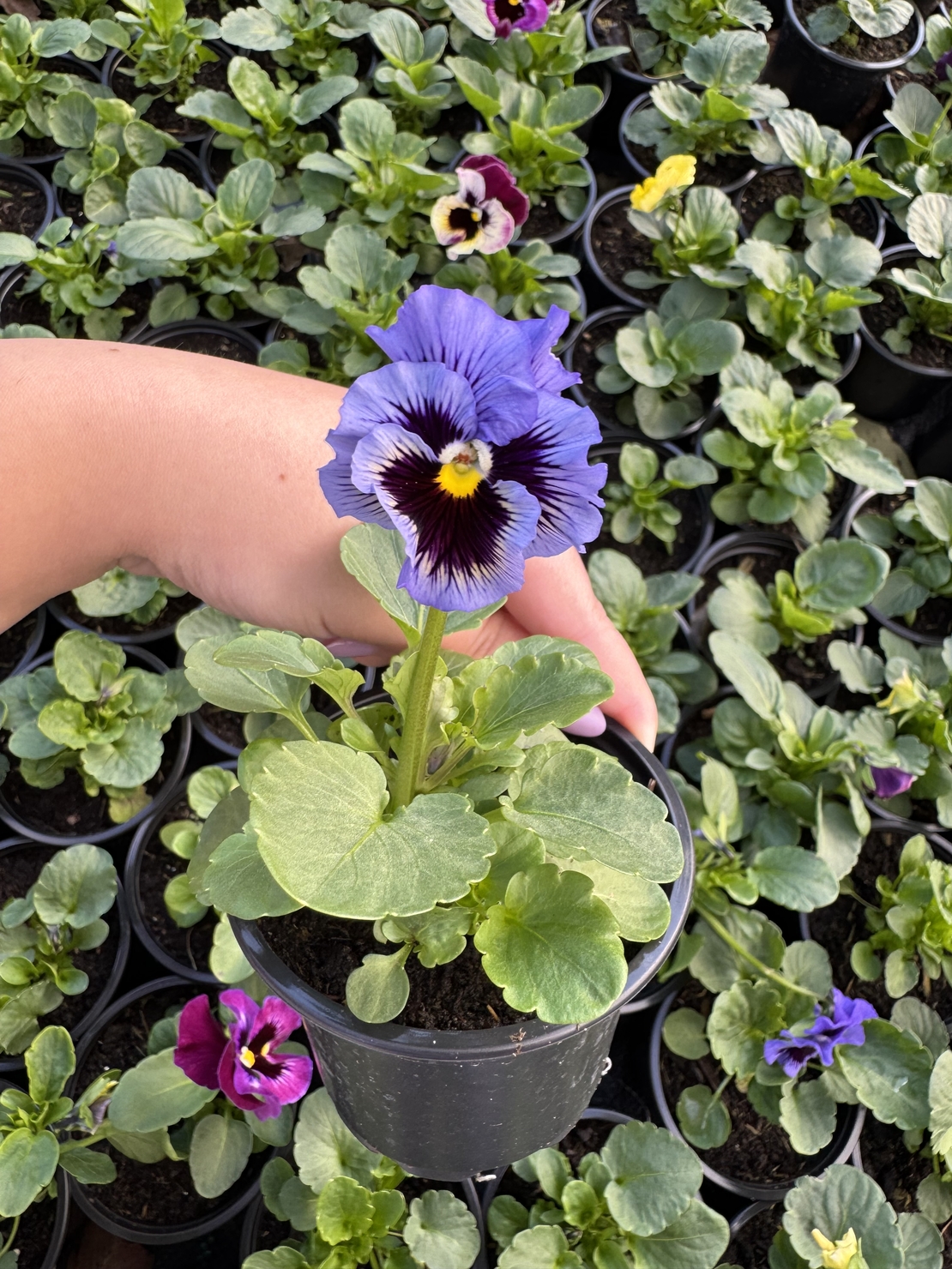 Къдрави теменужки