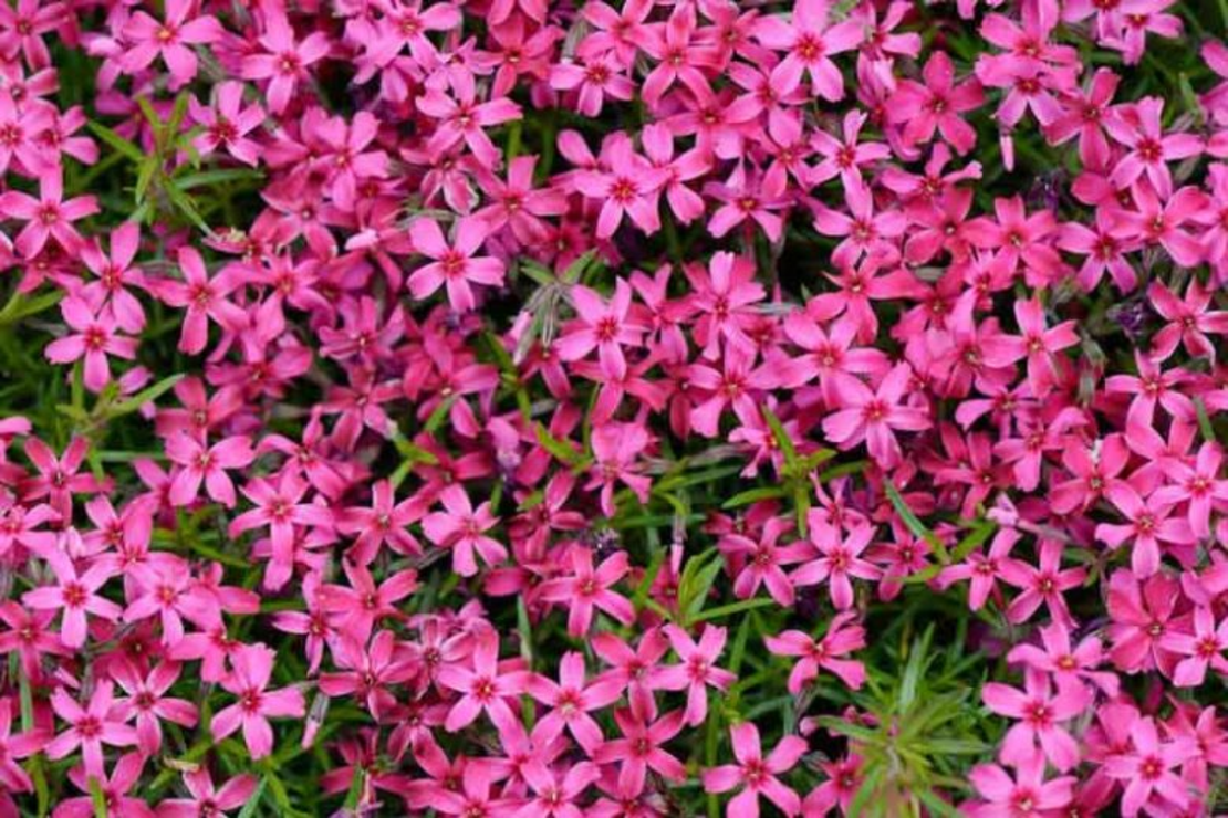 Алпийски флокс (Phlox subulata 'Scarlet flame')