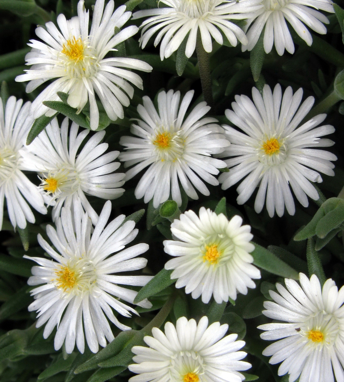 Делосперма/Delosperma