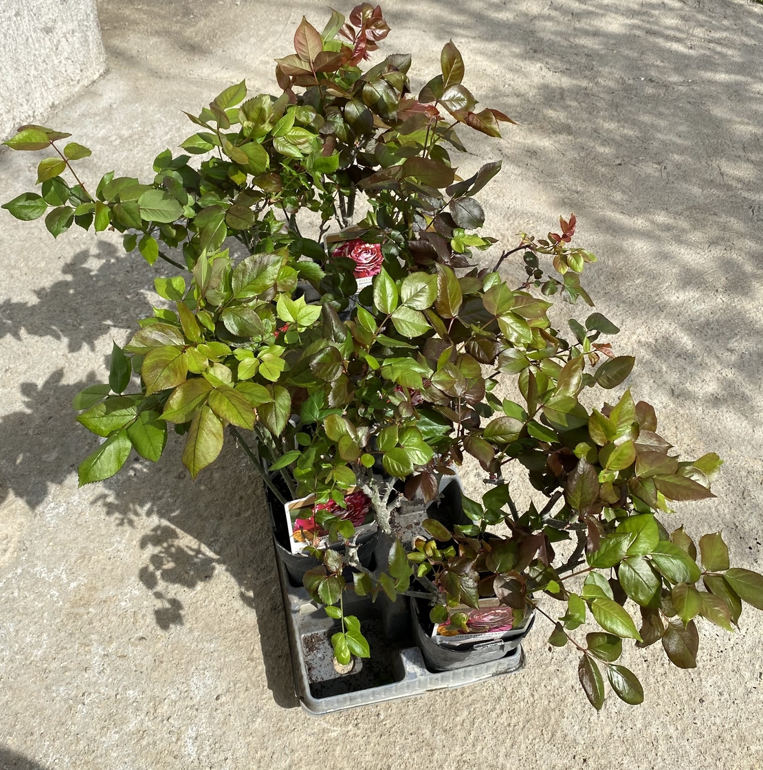 JULIO IGLESIAS® Meistemon