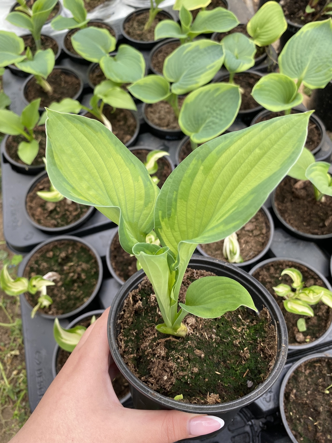 Хоста /Hosta/ - Hosta Remember Me