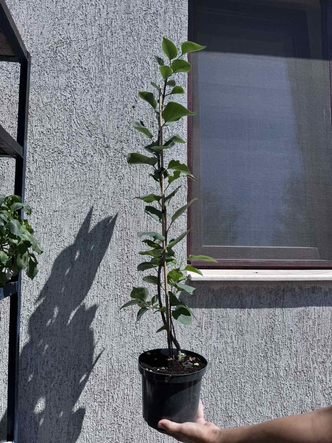 Люляк (Syringa)