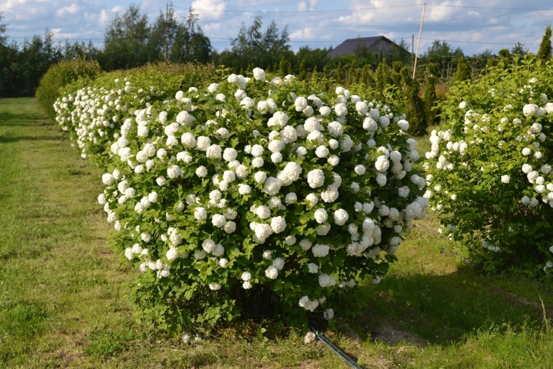 Калина „Снежна топка“ (Viburnum opulus ‘Roseum’ / “Boule de Neige”)