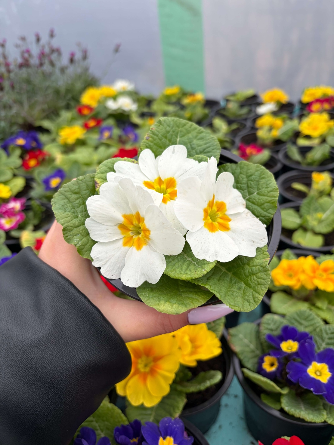 Едроцветна иглика - XL Mid Early Mix