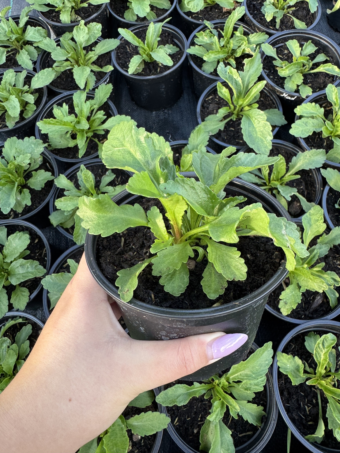 Маргарита (едроцветна)