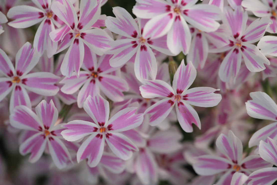 Алпийски флокс (Phlox subulata 'Candy stripe')