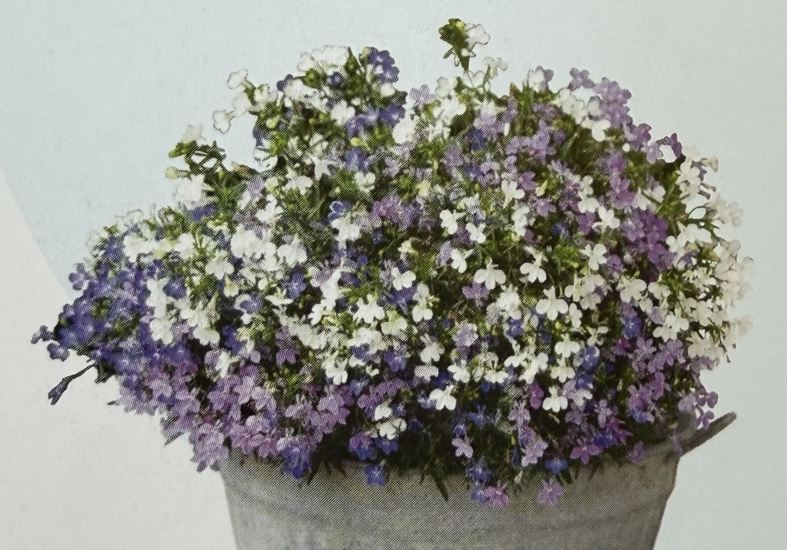 Лобелия - тройка компактна (compact Fashion)