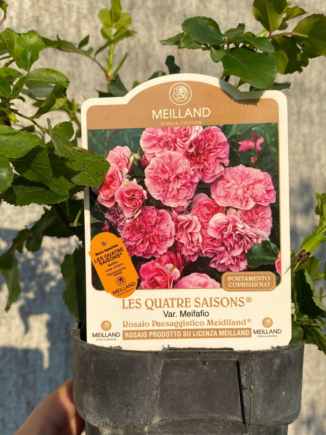 LES QUATRE SAISONS® Meifafio