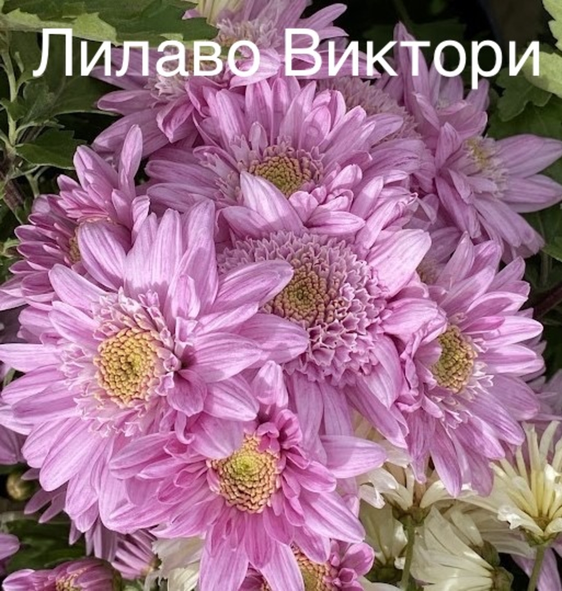 Високостеблени хризантеми