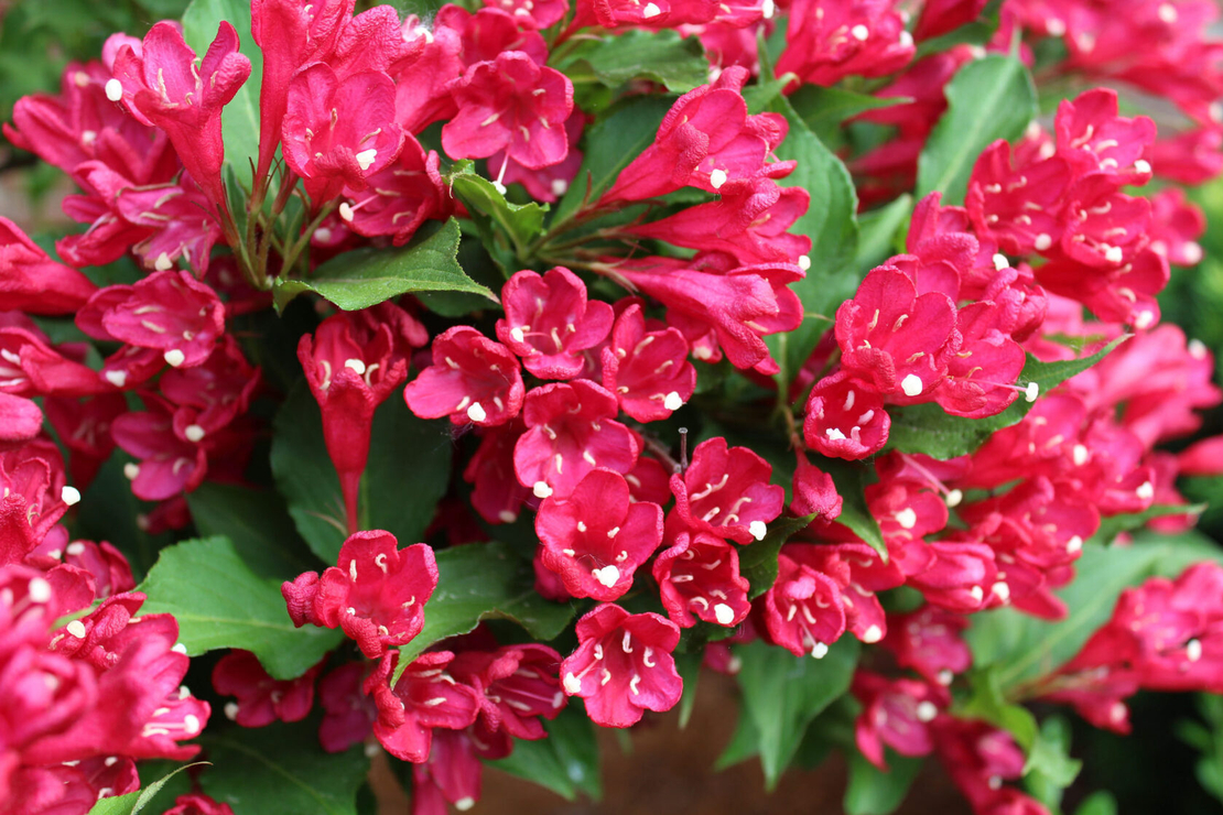 Вайгела (Weigela florida) 'Bristol Ruby'
