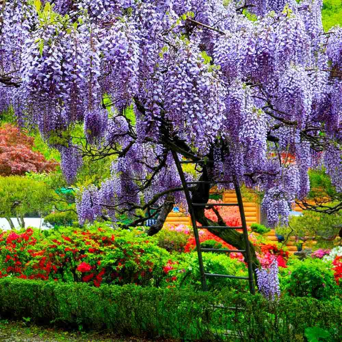 Глициния / Вистерия (Wisteria)