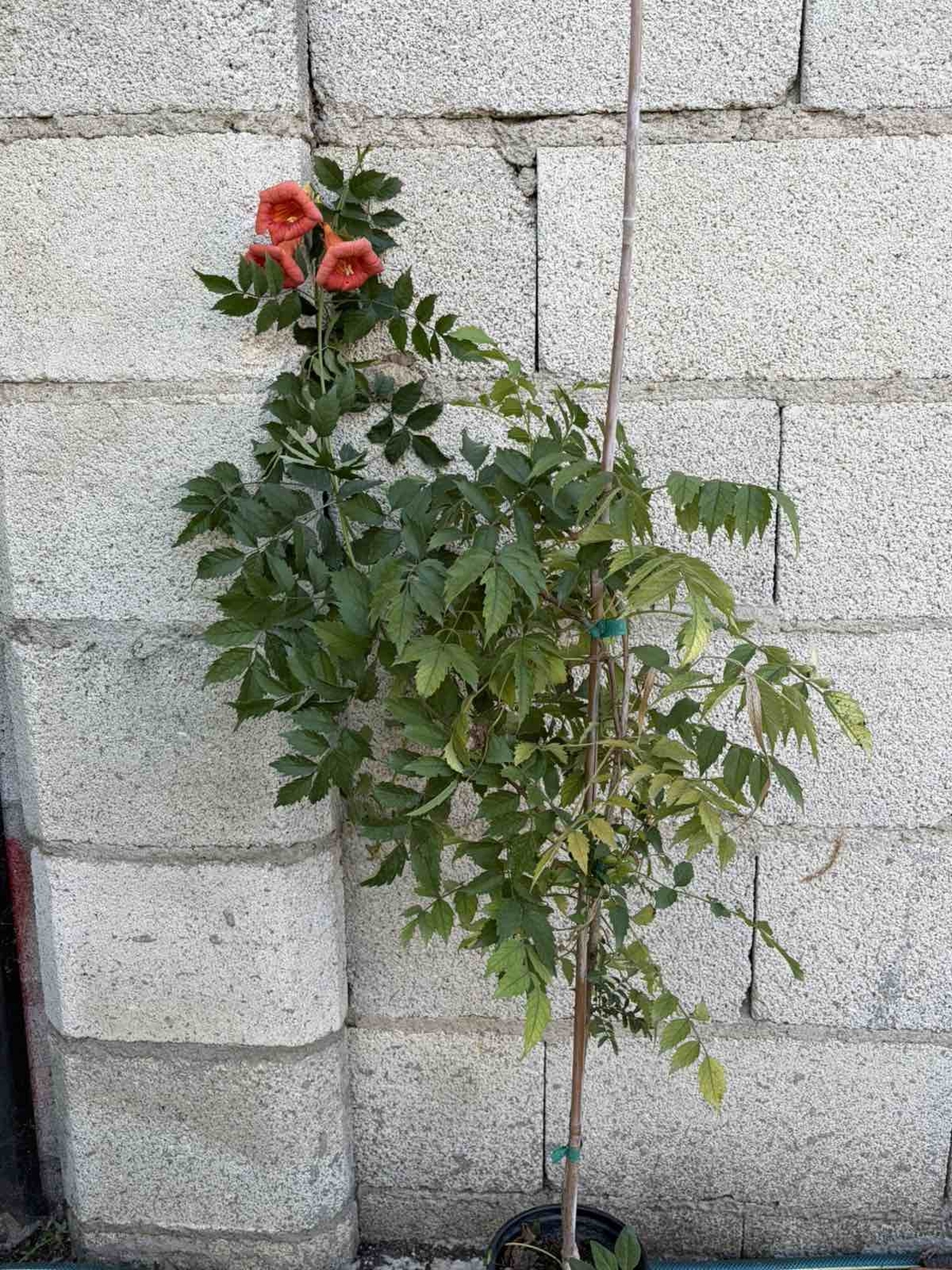Текома (Campsis radicans)