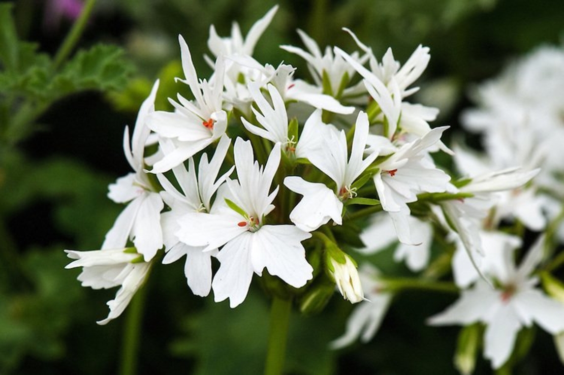 Мушкато - Starry White