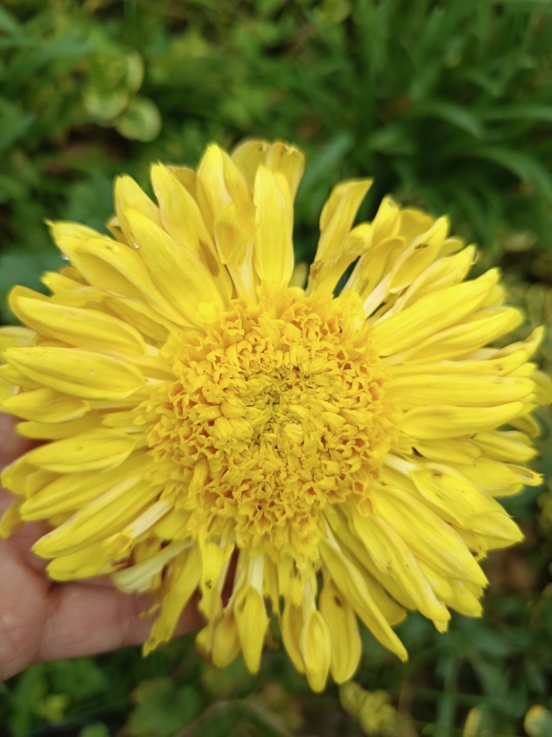 Високостеблена хризантема Rosela Yellow