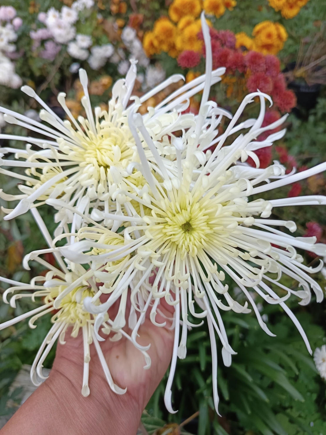 Високостеблена хризантема White Spider