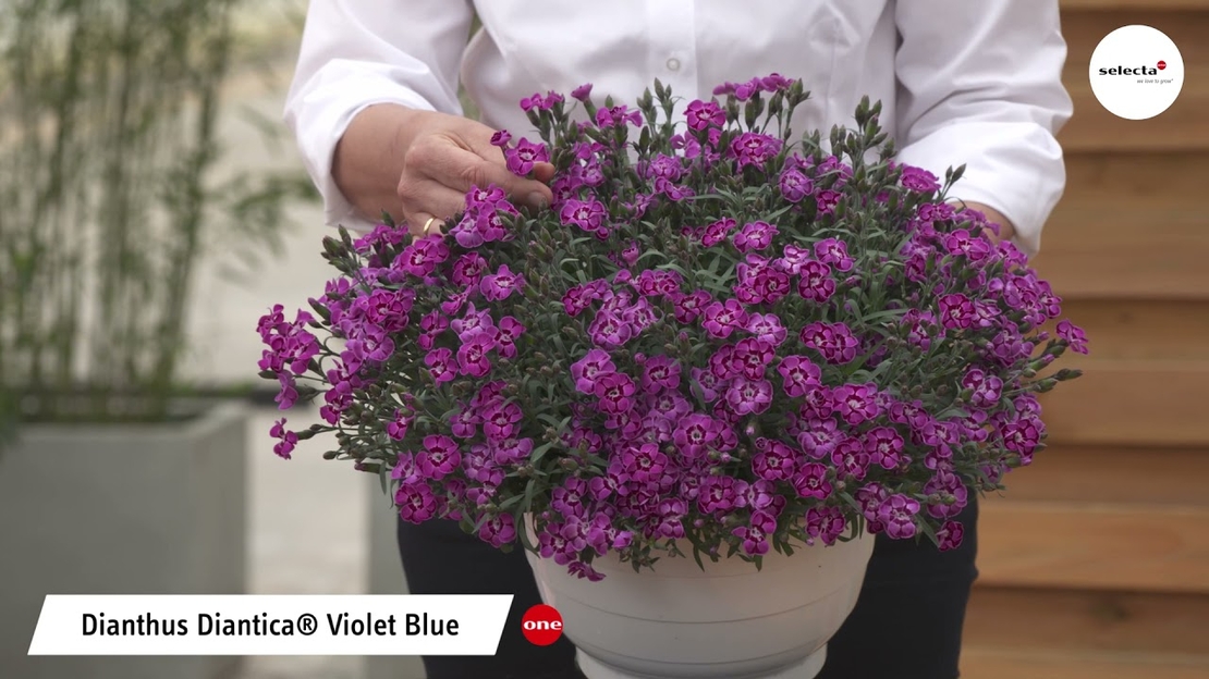 Каскаден ароматен карамфил