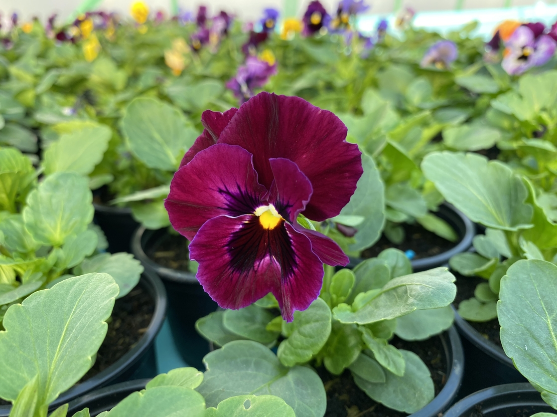 Къдрави теменужки