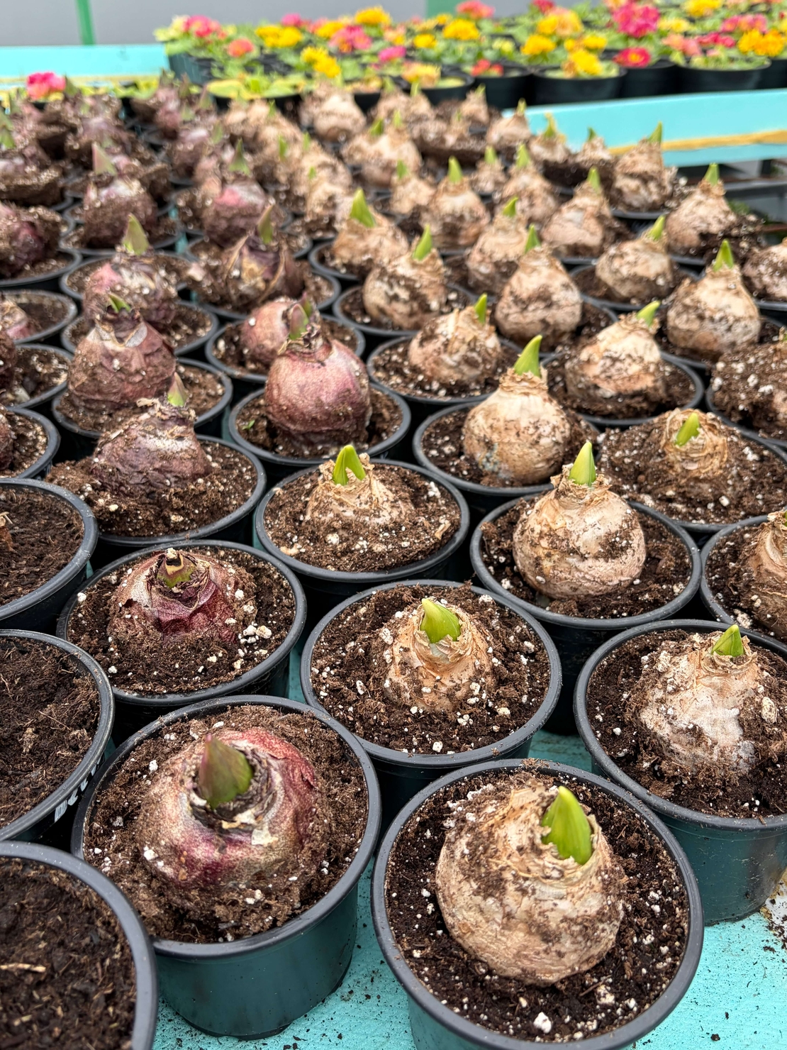 Зюмбюл Blue Jacket в саксия - единичен