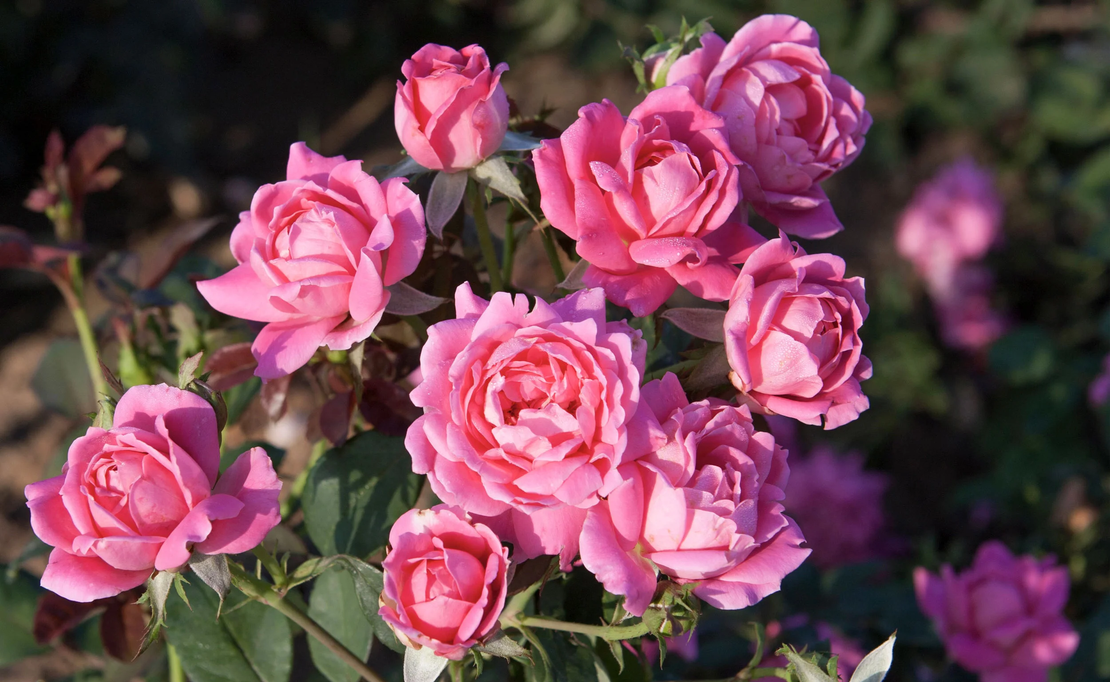 Pink Double KNOCK OUT® Radtkopink