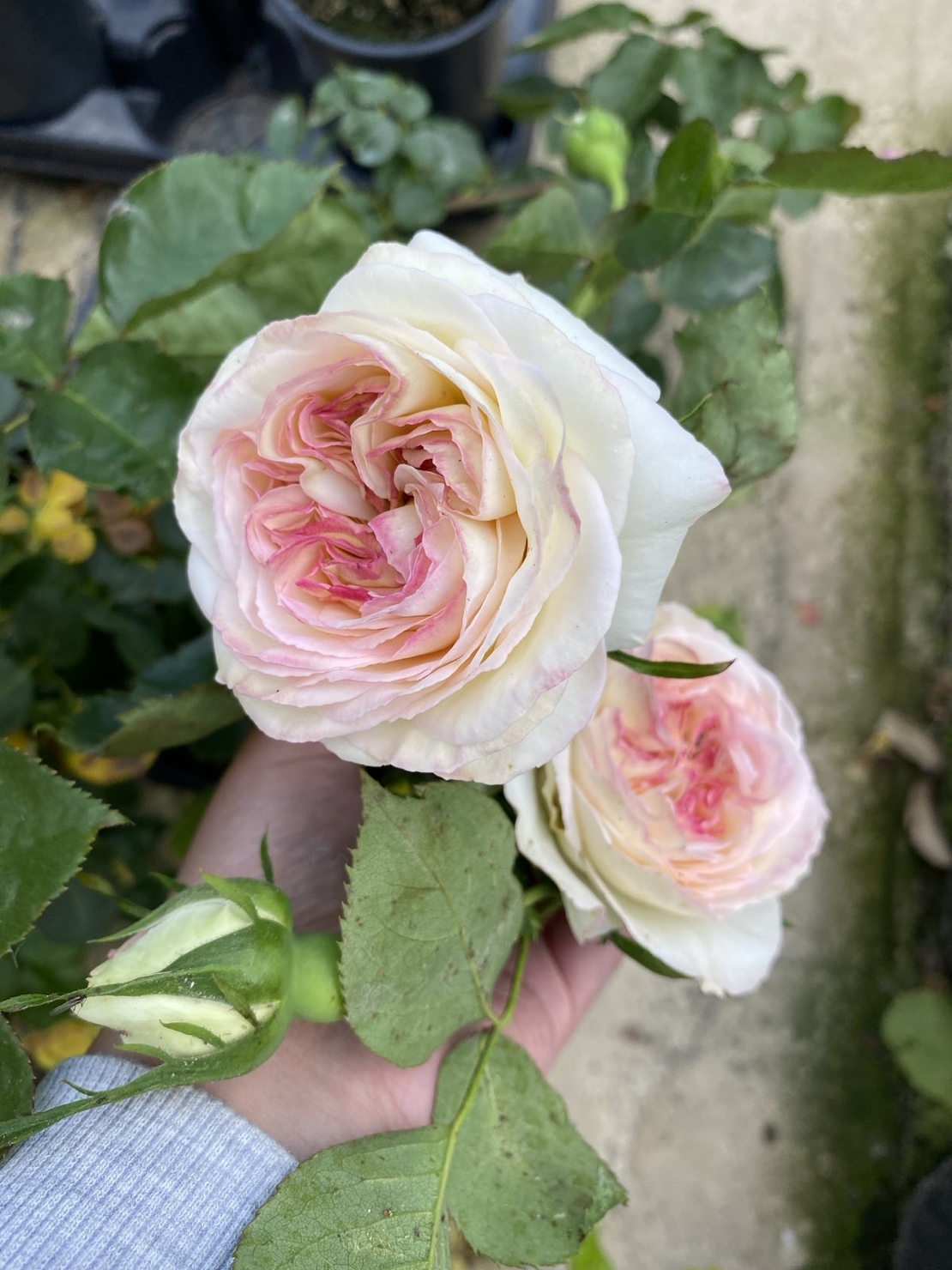 Palais Royal - White Eden Rose®