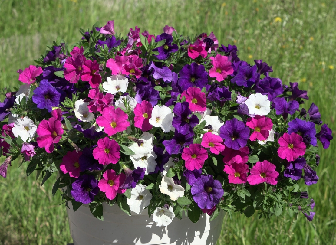 Петуния - тройка (The Power Sisters)