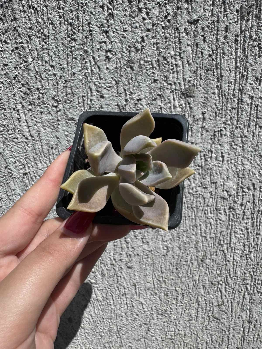 Сукулент Graptopetalum paraguayense - малък