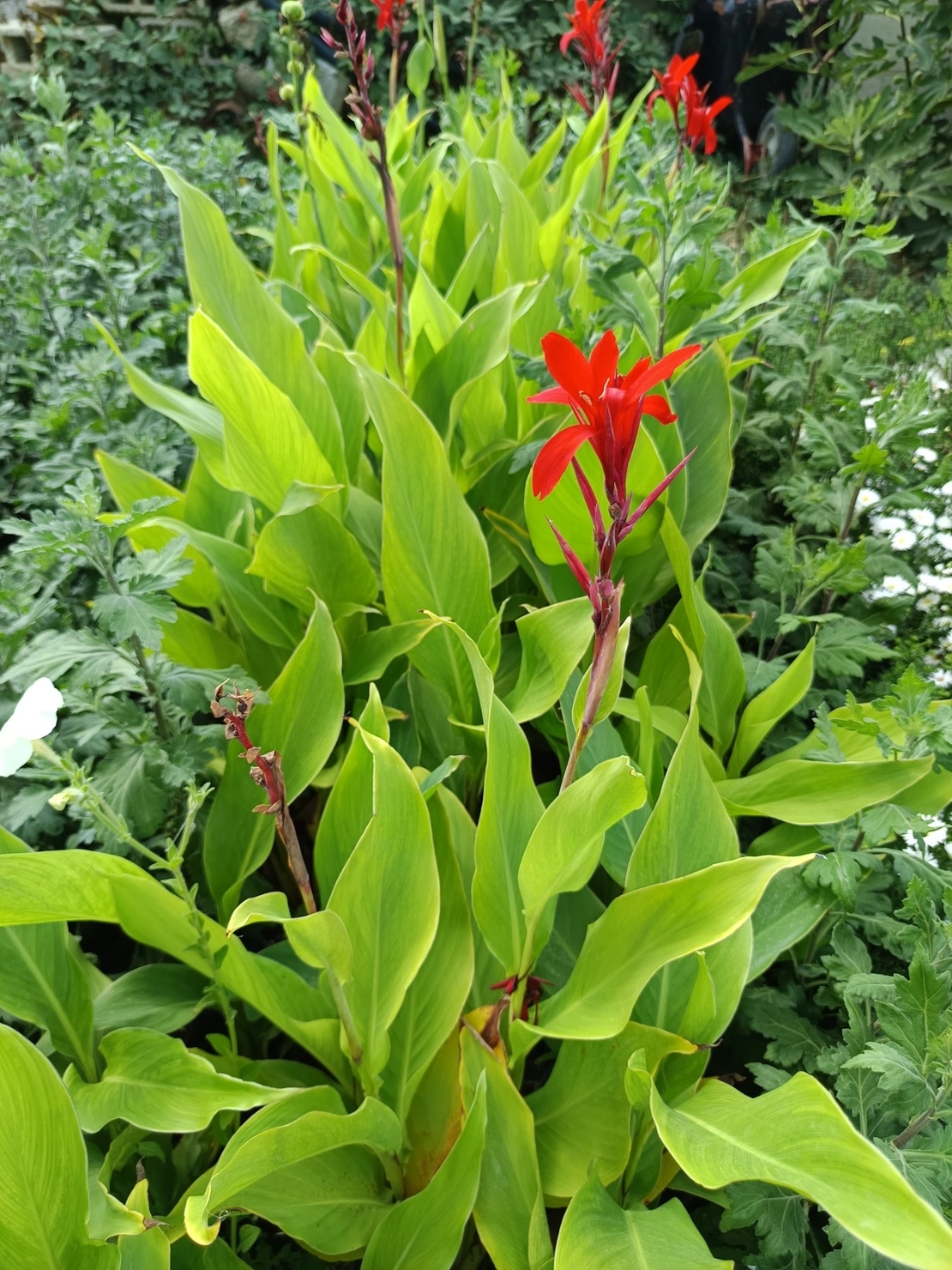 Кана индика (Canna Indica)