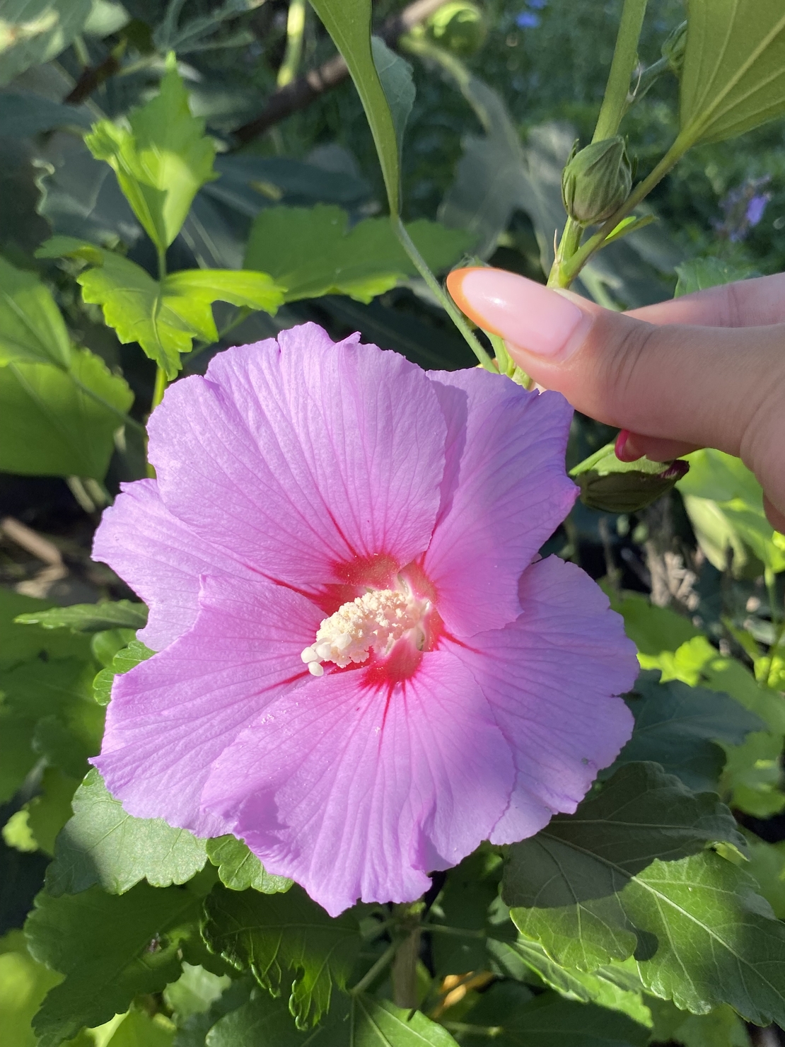 Дървовидна ружа - Hibiscus syriacus