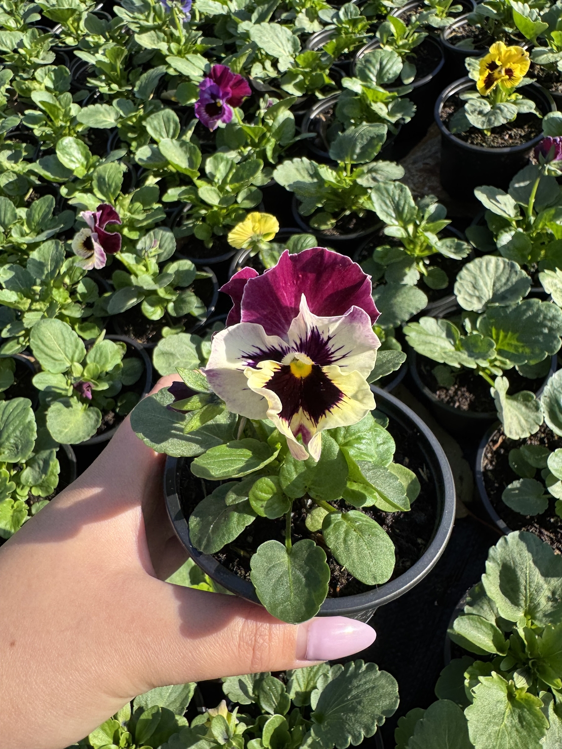 Къдрави теменужки