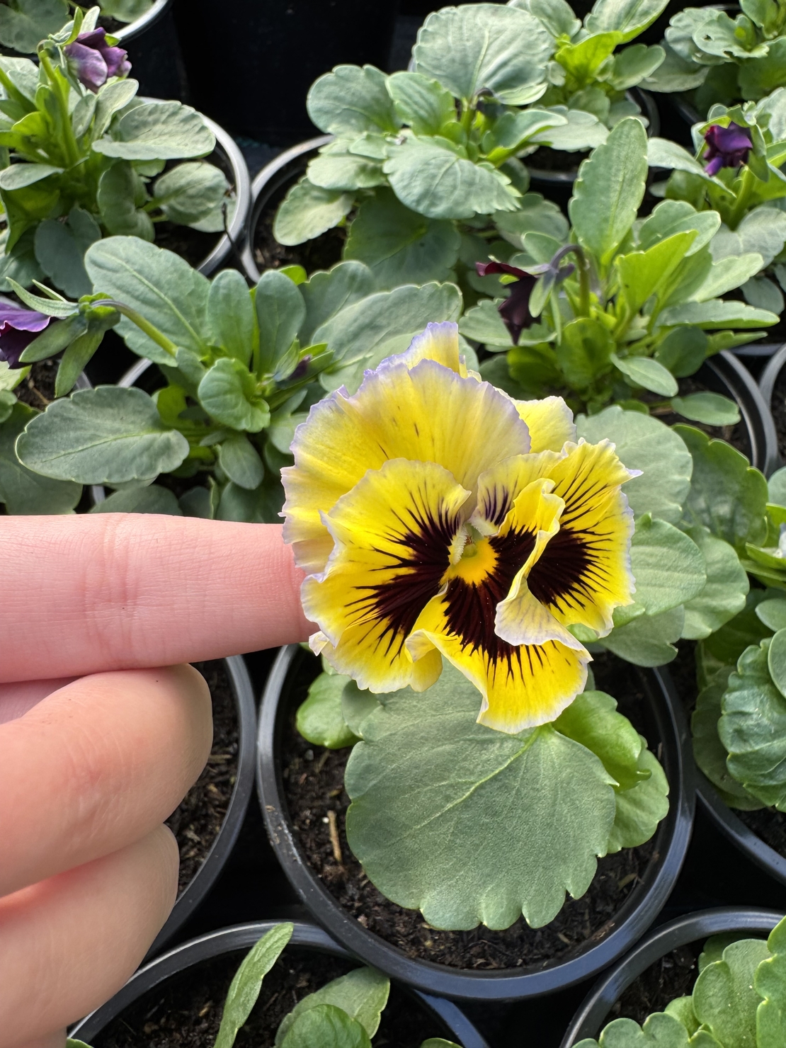 Къдрави теменужки