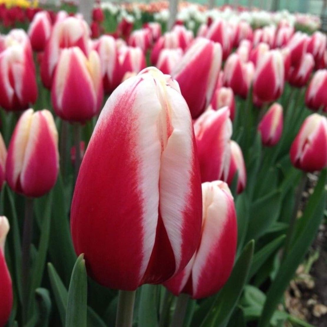 Лале Timeless в саксия - тройно