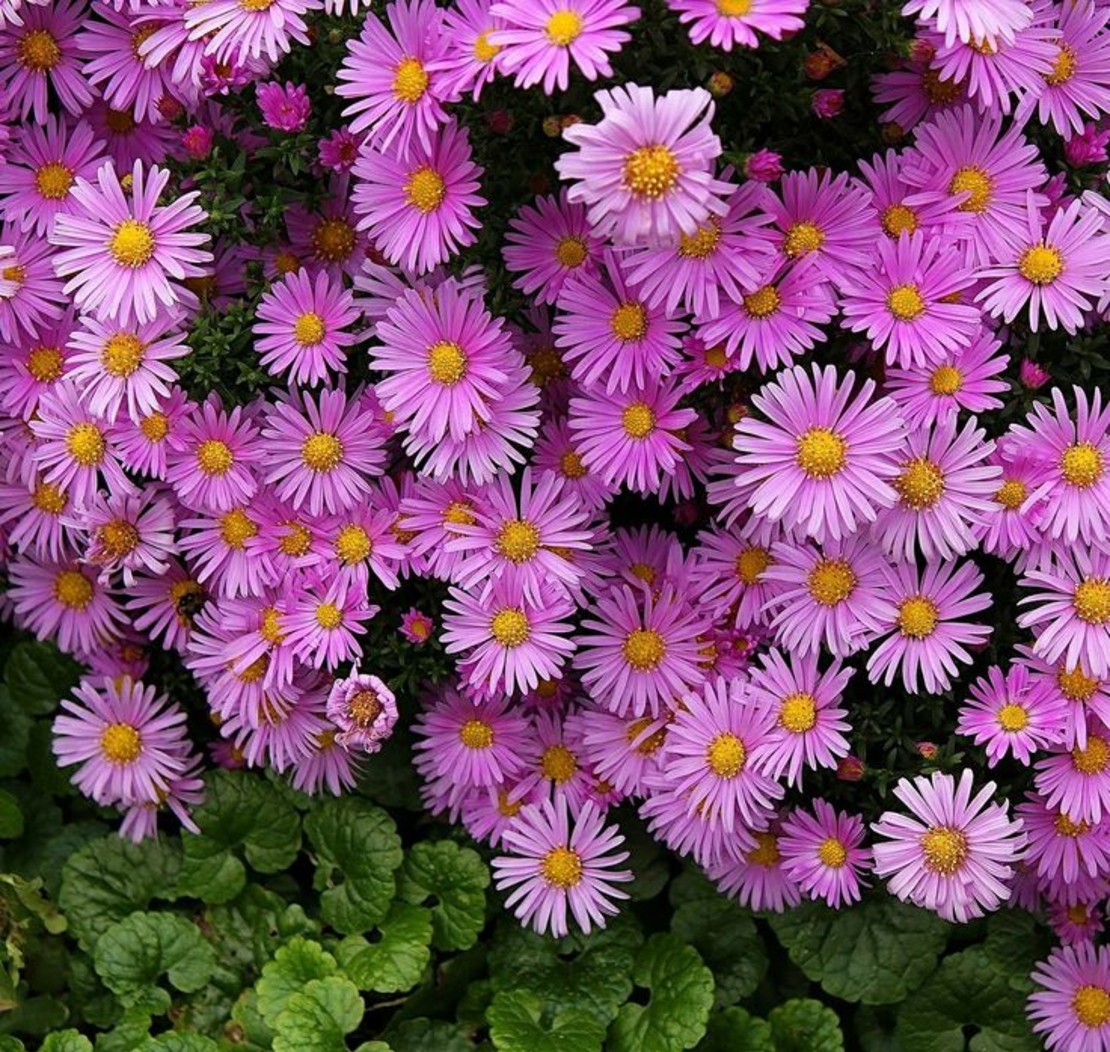 Алпийска астра /Aster alpinus/ - Pink