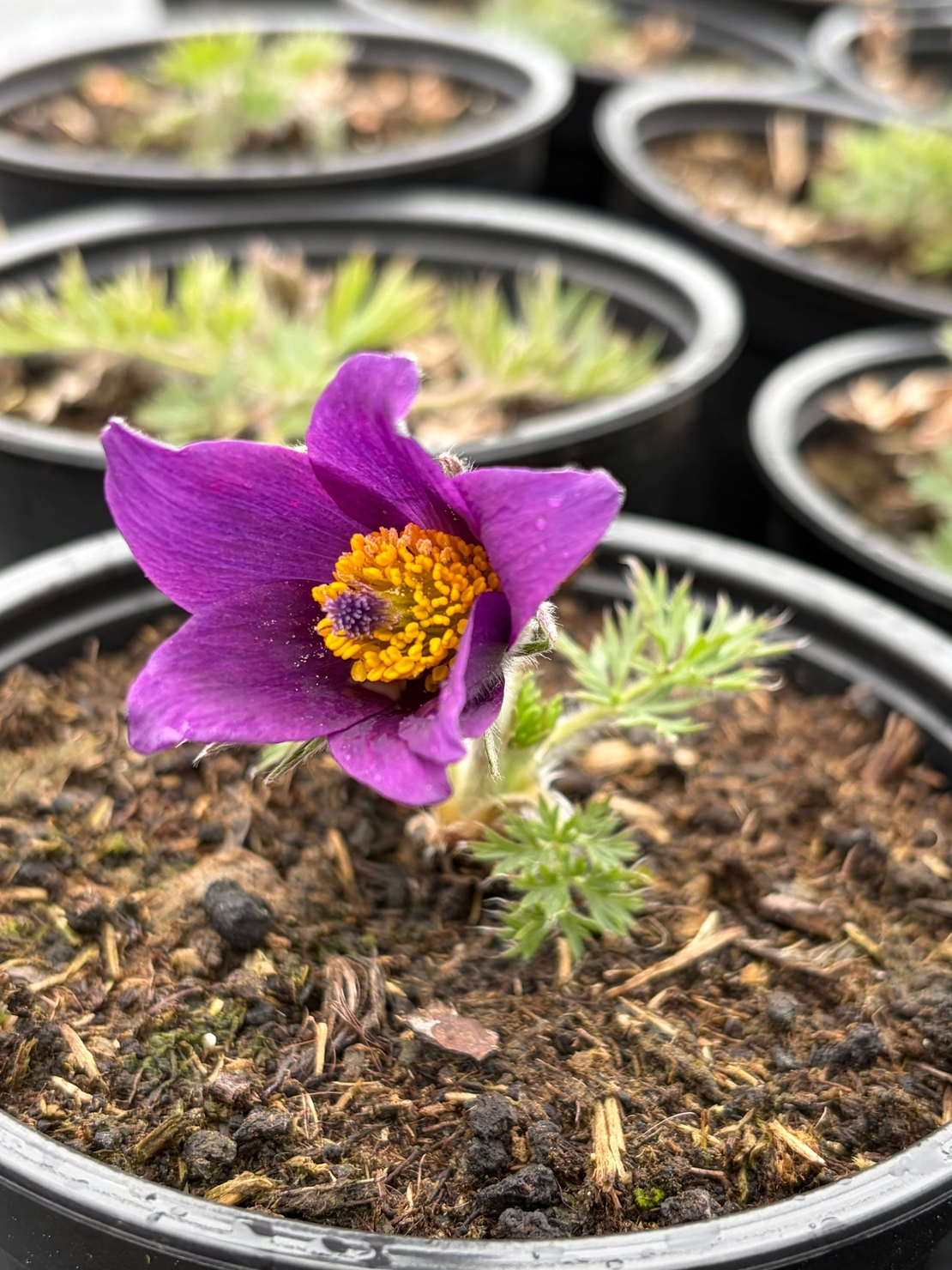 Pulsatilla vulgaris ‘Blaue Glocke’ (Съсънка)