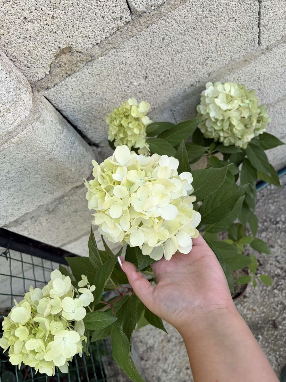 Hydrangea paniculata 'Vanille Fraise' - Хортензия метличеста „Vanille Fraise“