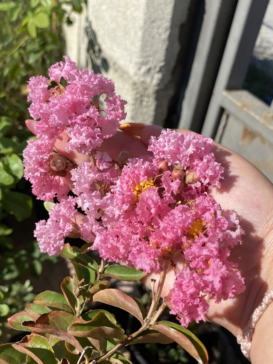 Индийски люляк - Lagerstroemia indica