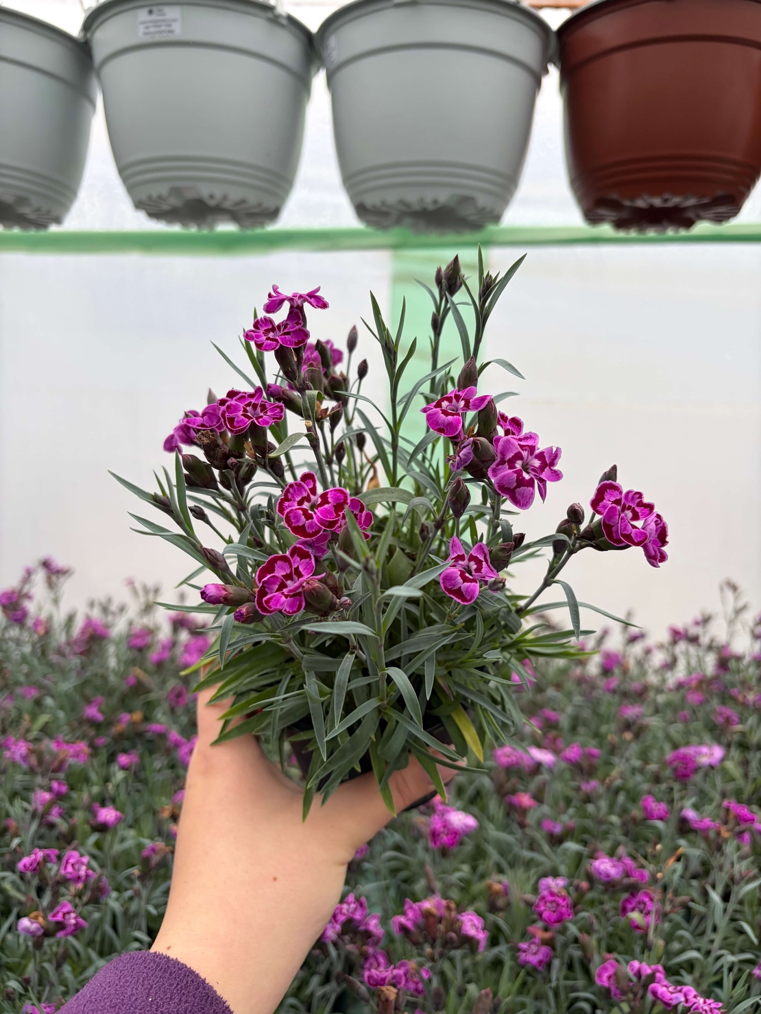 Каскаден ароматен карамфил