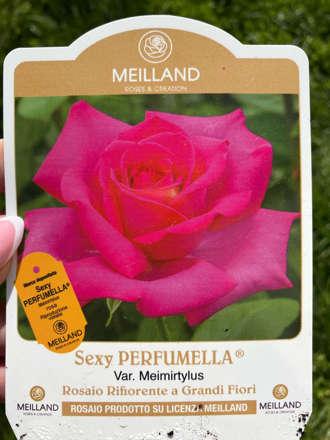 VELASQUEZ® / Sexy PERFUMELLA® Meimirtylus