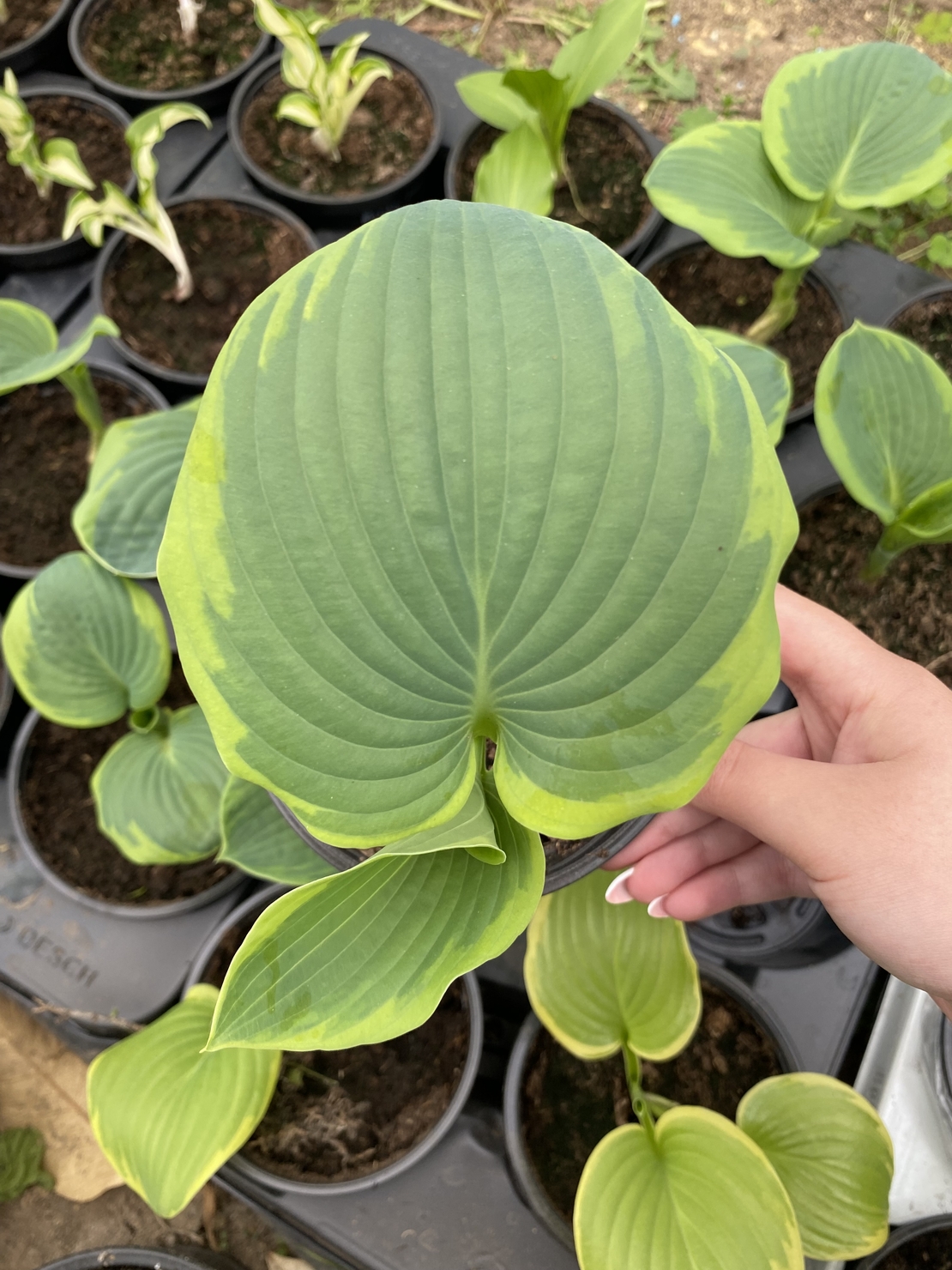 Хоста /Hosta/ - Christmas Tree