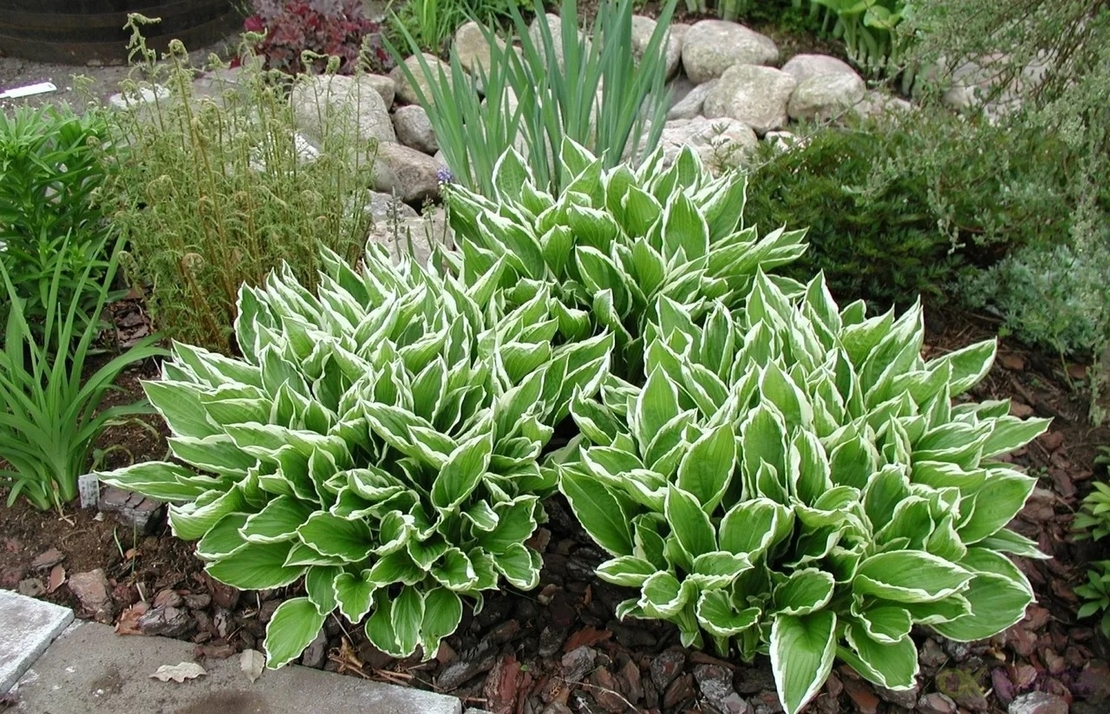 Хоста /Hosta/ - Hosta Albomarginata