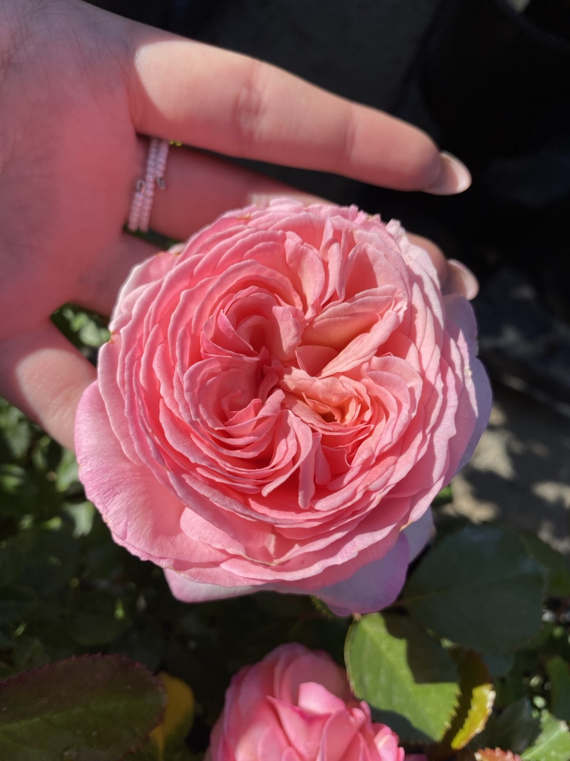 EDEN ROSE® Meiviolin/ GPT. EDEN ROSE Pierre De Ronsard ®