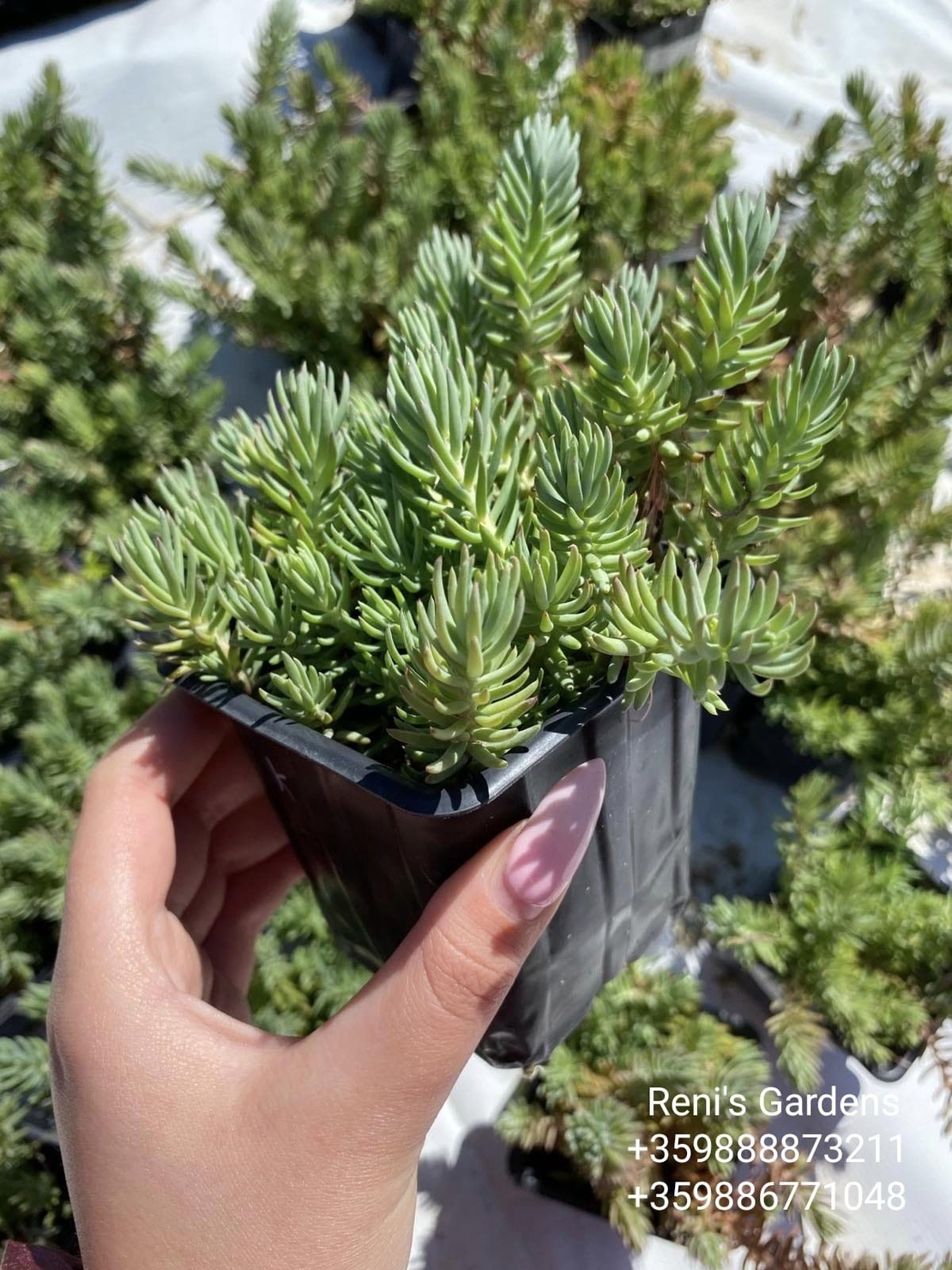 Седум рефлексум (Sedum reflexum)