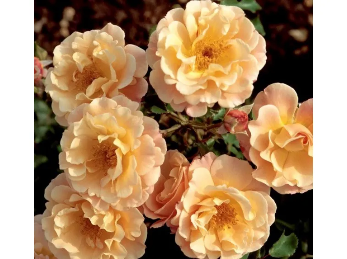 Cubana ® Rose