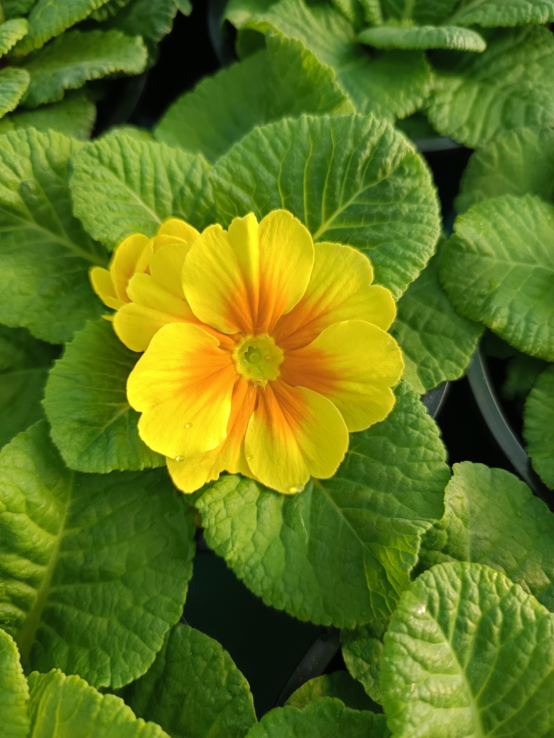 Едроцветна иглика - XL Mid Early Mix