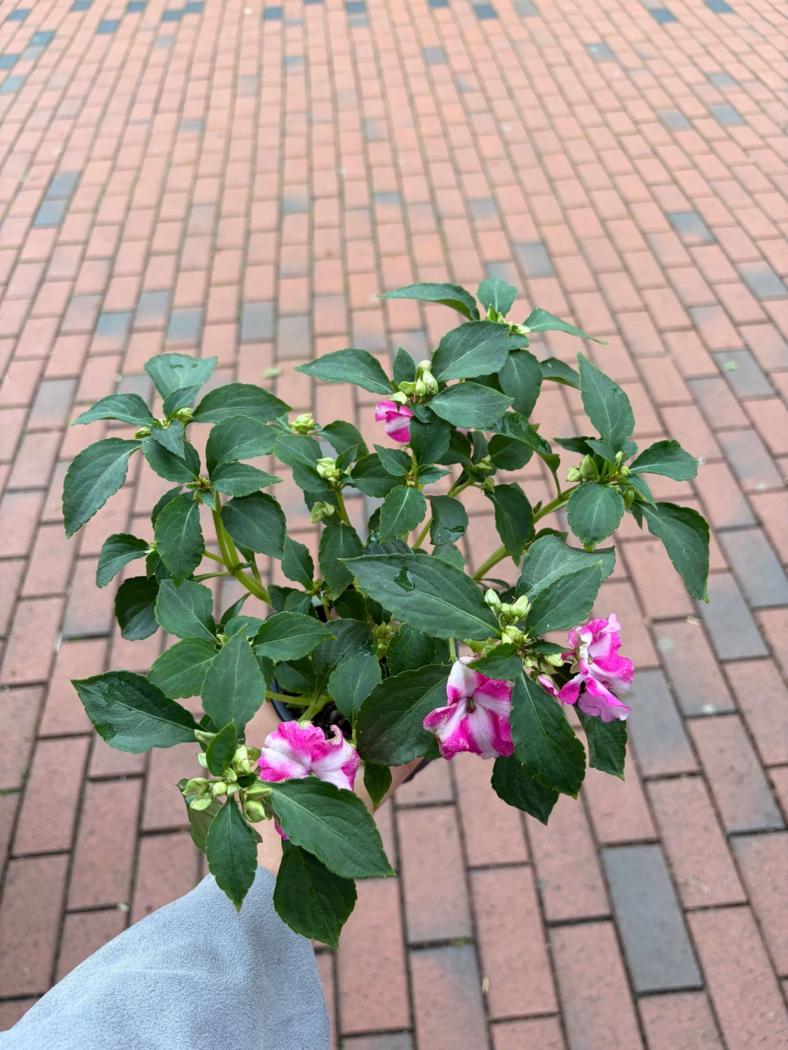 Impatiens walleriana 'Raffael Star Mix' (Циганче / Импатиенс)