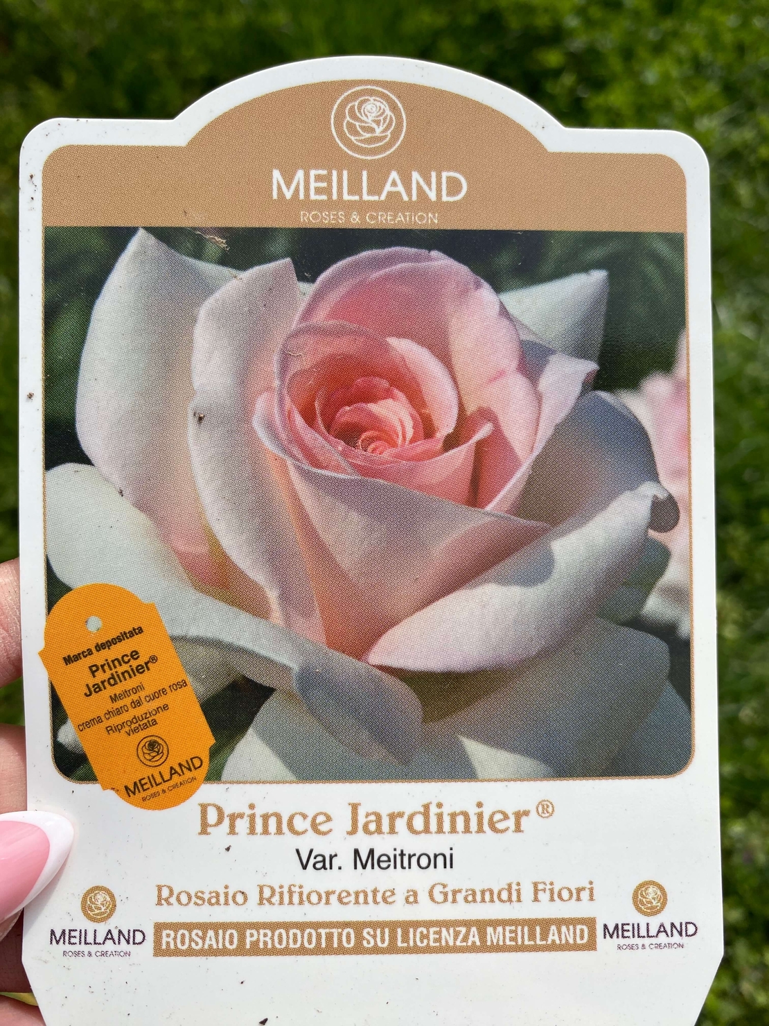 PRINCE JARDINIER® / FRANCIS MEILLAND™ Meitroni