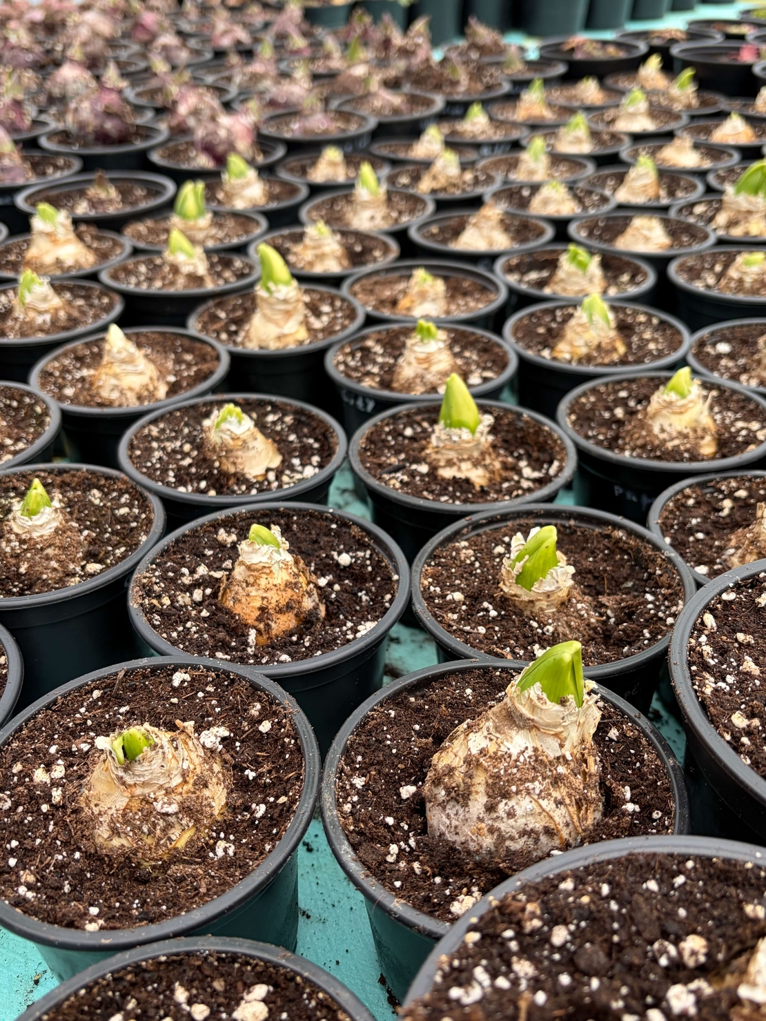 Зюмбюл Blue Jacket в саксия - единичен