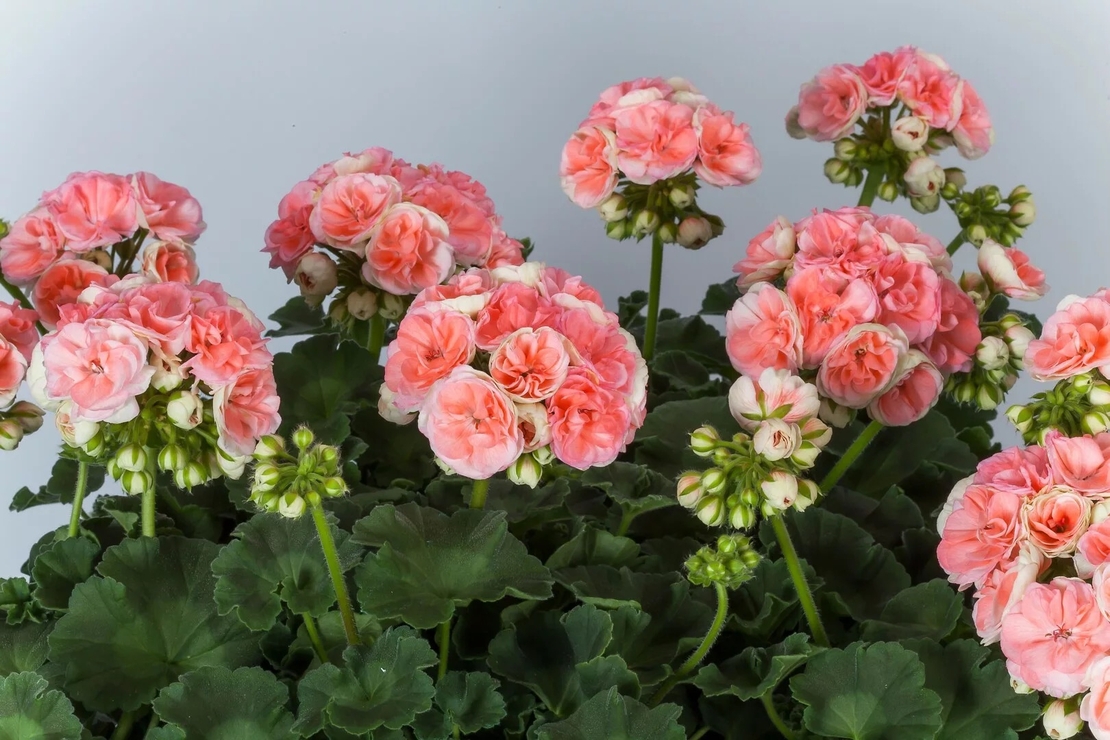 Мушкато - (Pelargonium zonale) Rosebud Astrid