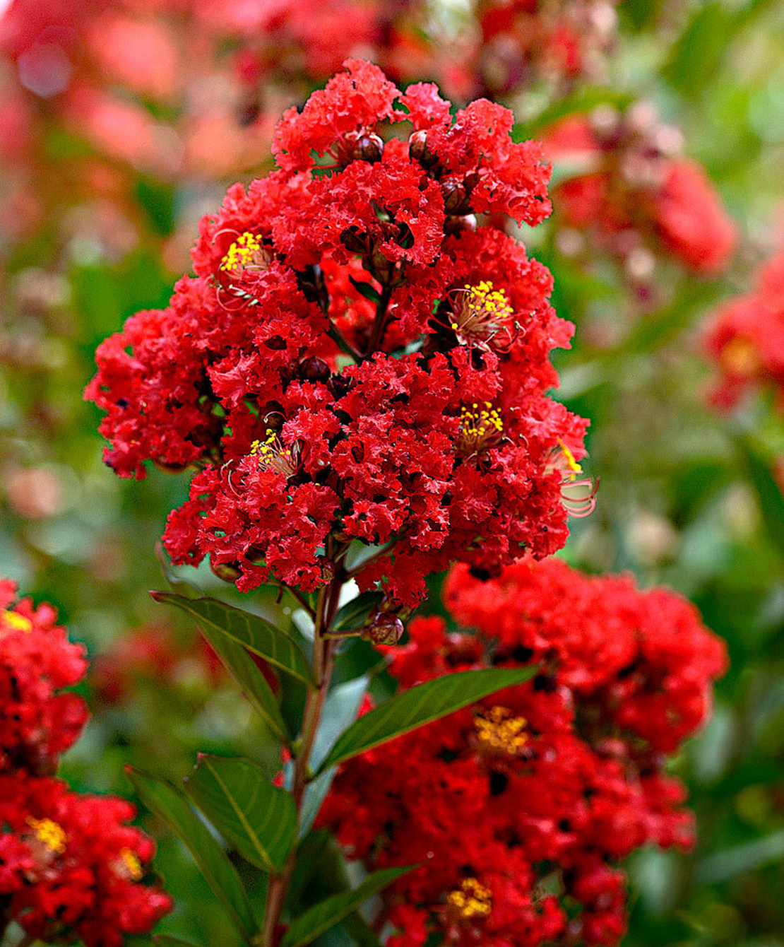 Индийски люляк - Lagerstroemia indica