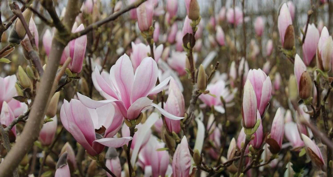 Магнолия Soulangeana (Magnolia × soulangeana)