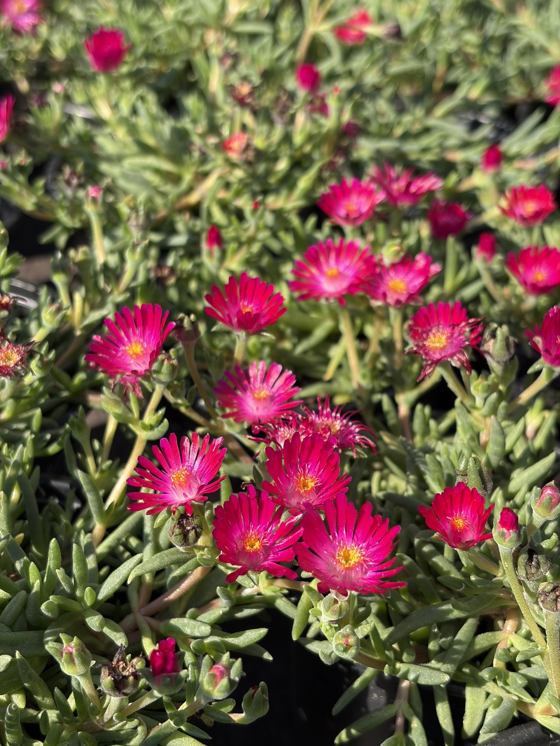 Delosperma cultivars sel® ‘LIDO MAGENTA’